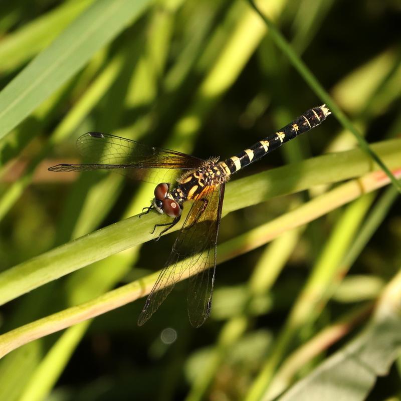 Photo of Elfin Skimmer