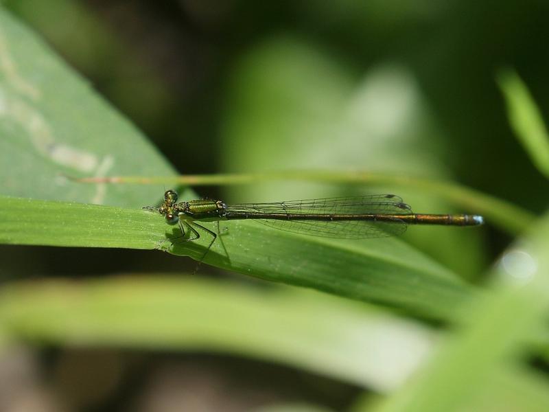 Photo of Sedge Sprite