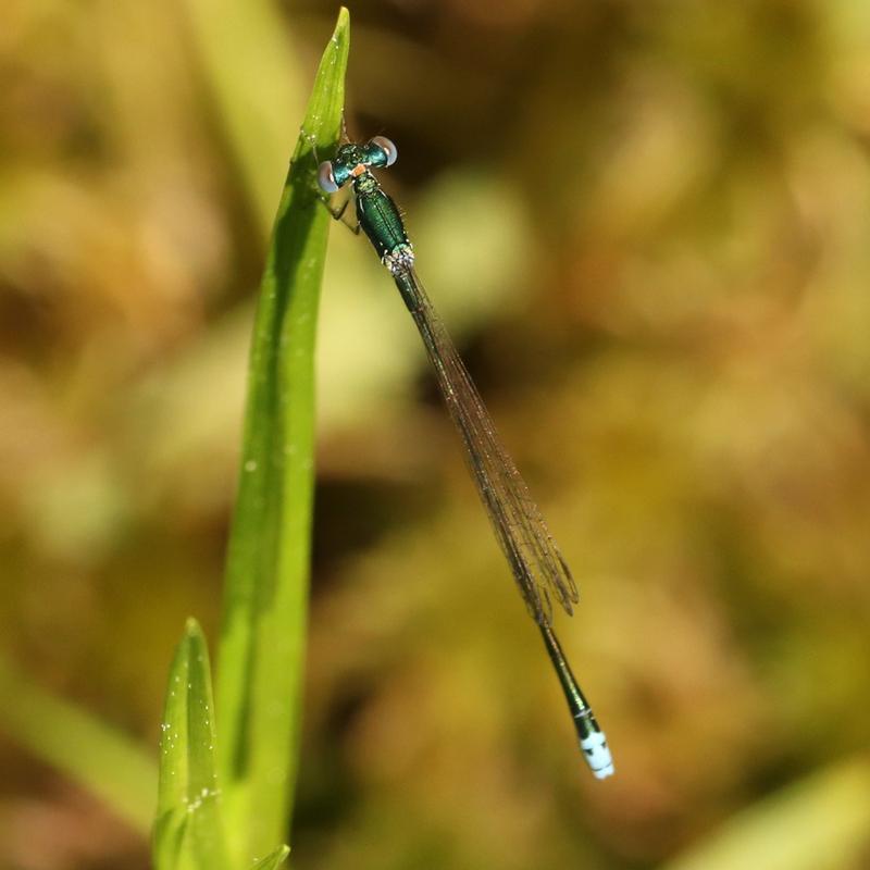 Photo of Sedge Sprite
