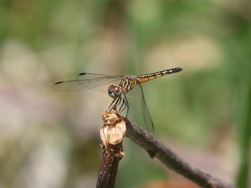 Photo of Blue Dasher