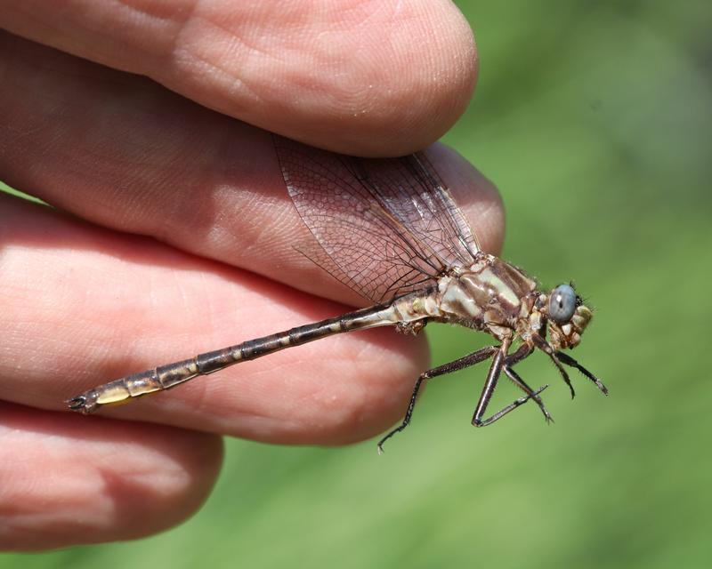 Photo of Dusky Clubtail