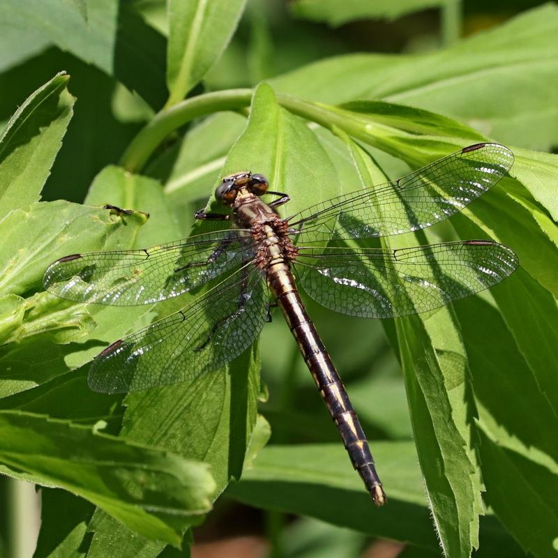 Photo of Dusky Clubtail