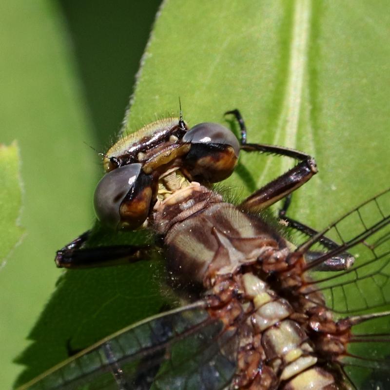 Photo of Dusky Clubtail