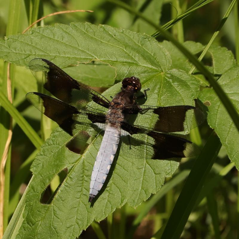 Photo of Common Whitetail