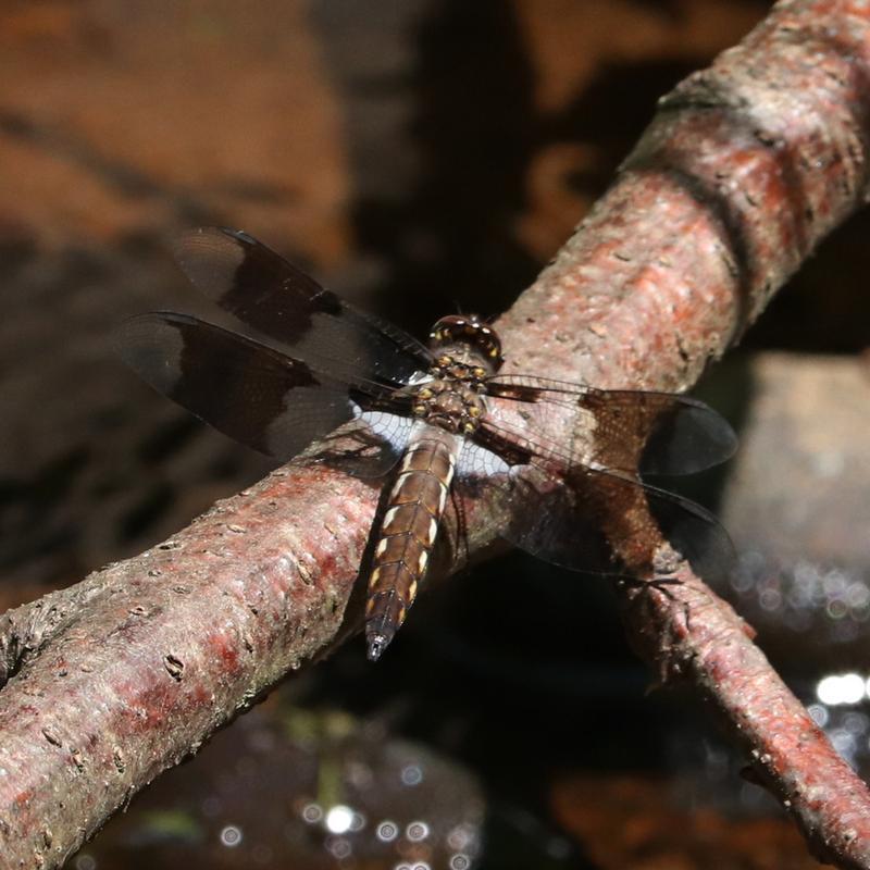 Photo of Common Whitetail