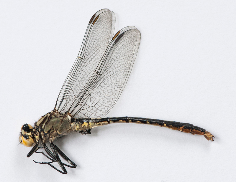 Photo of Lilypad Clubtail