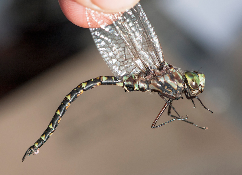 Photo of Harlequin Darner