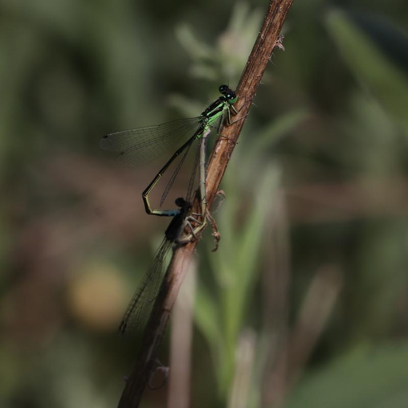 Photo of Eastern Forktail