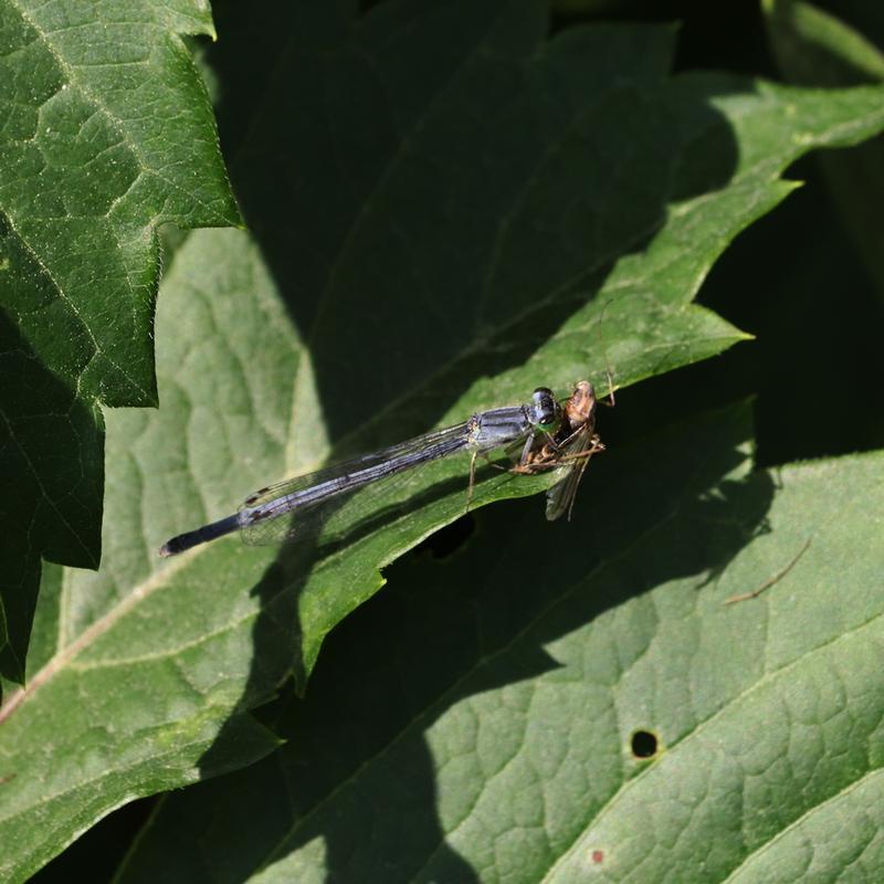 Photo of Eastern Forktail
