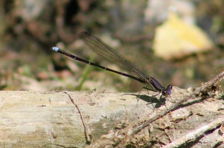 Photo of Blue-tipped Dancer