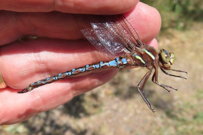 Photo of Springtime Darner