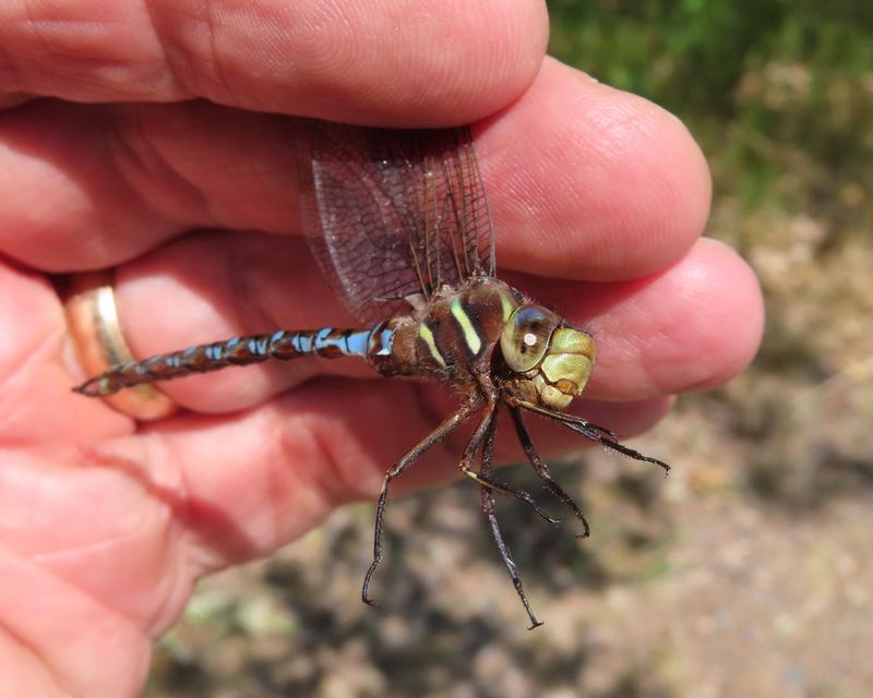 Photo of Springtime Darner