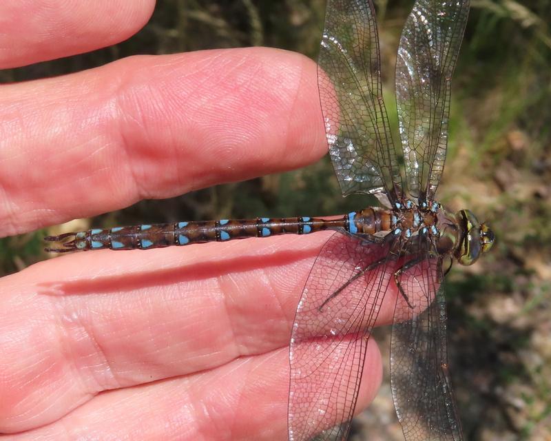 Photo of Springtime Darner