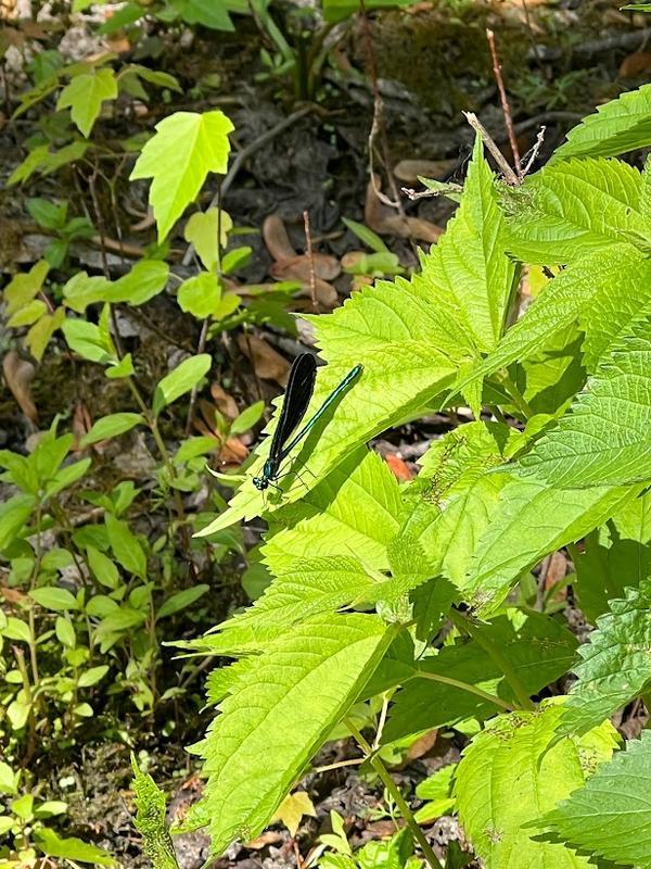 Photo of Ebony Jewelwing