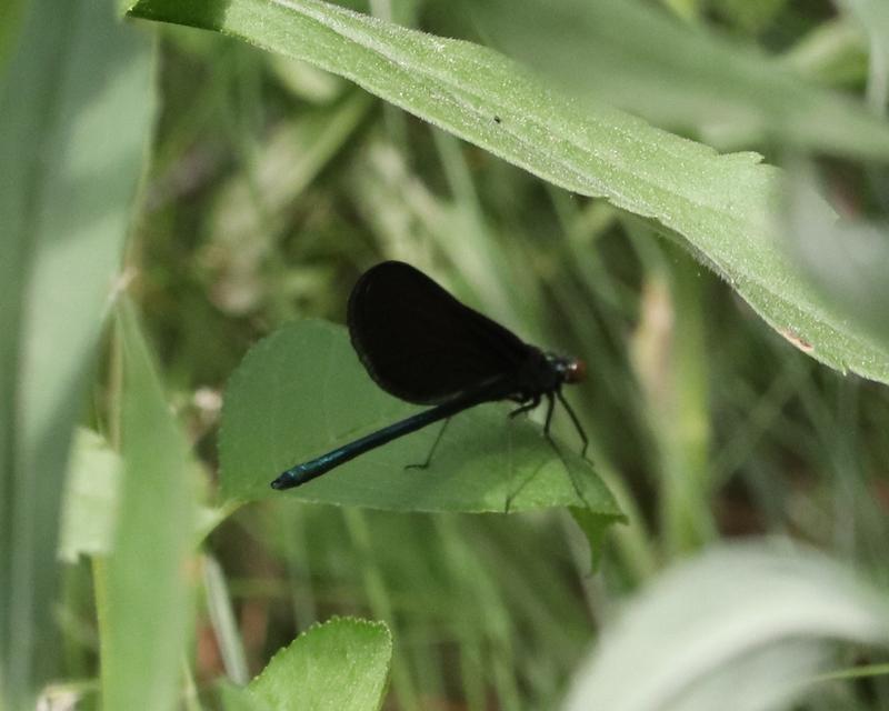 Photo of Ebony Jewelwing