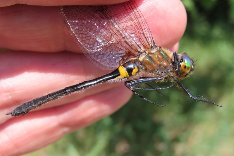 Photo of Racket-tailed Emerald