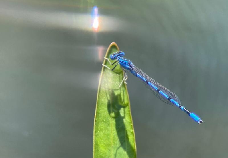 Photo of Double-striped Bluet