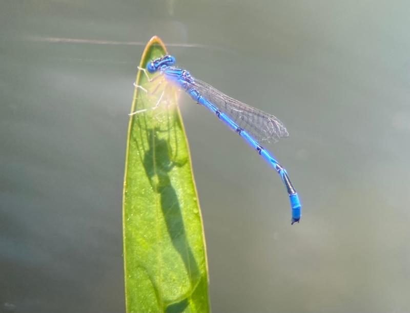 Photo of Double-striped Bluet