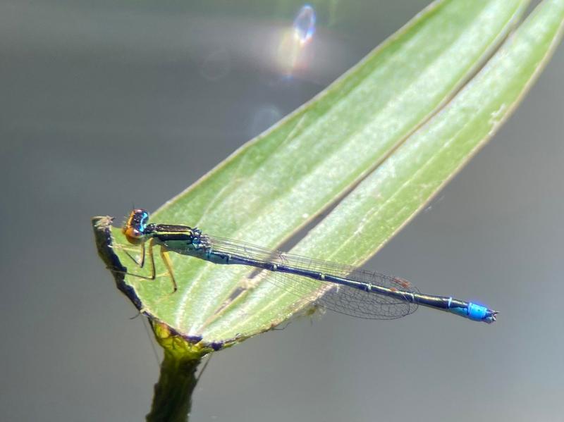 Photo of Rainbow Bluet