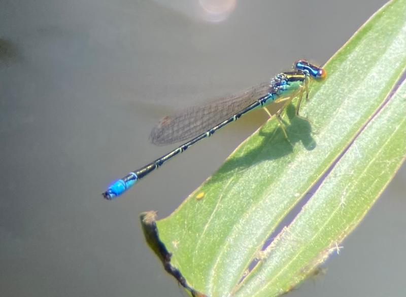 Photo of Rainbow Bluet