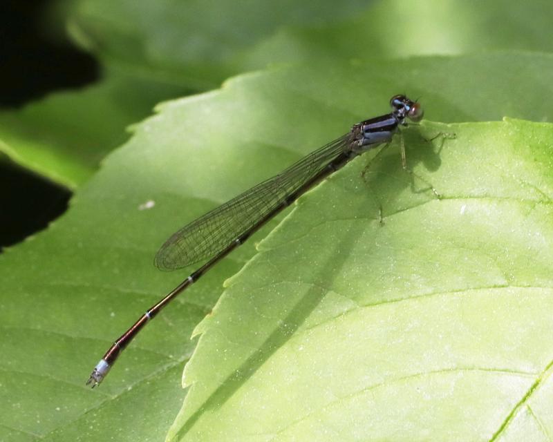 Photo of Orange Bluet