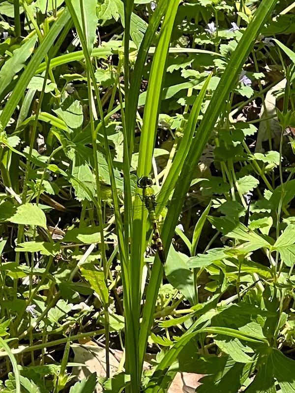 Photo of Eastern Pondhawk