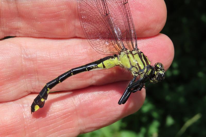 Photo of Cobra Clubtail