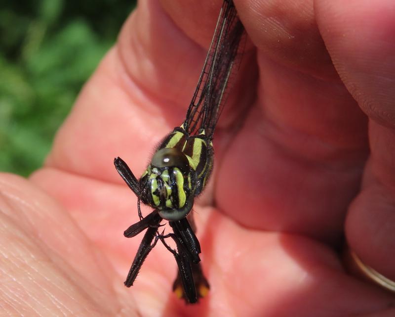 Photo of Cobra Clubtail