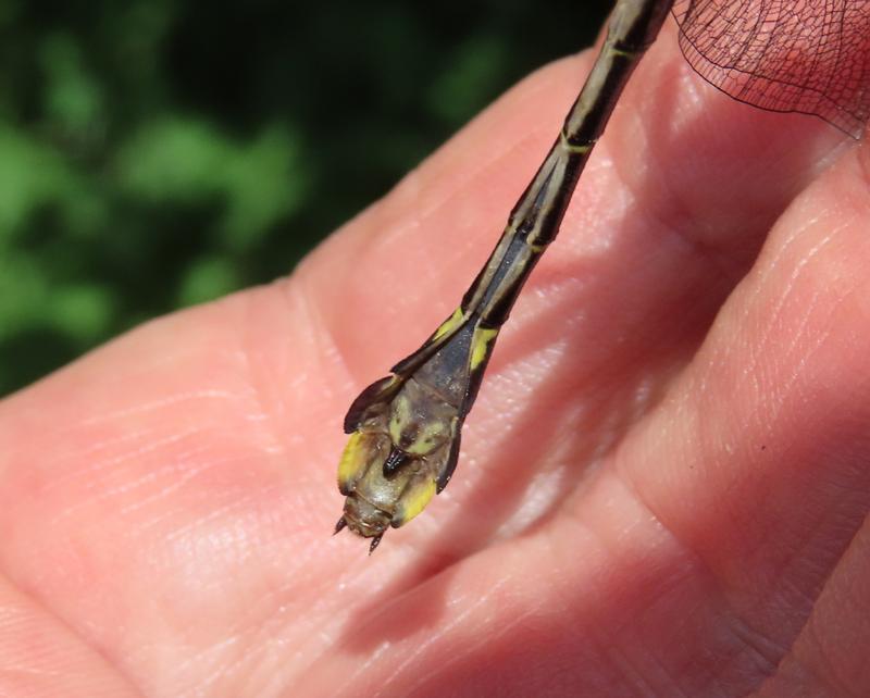 Photo of Cobra Clubtail