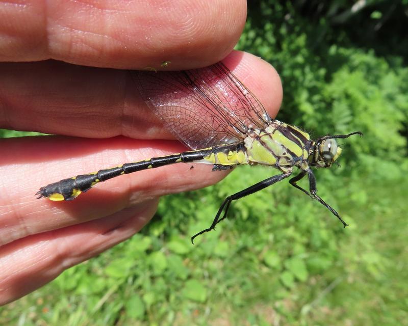 Photo of Midland Clubtail