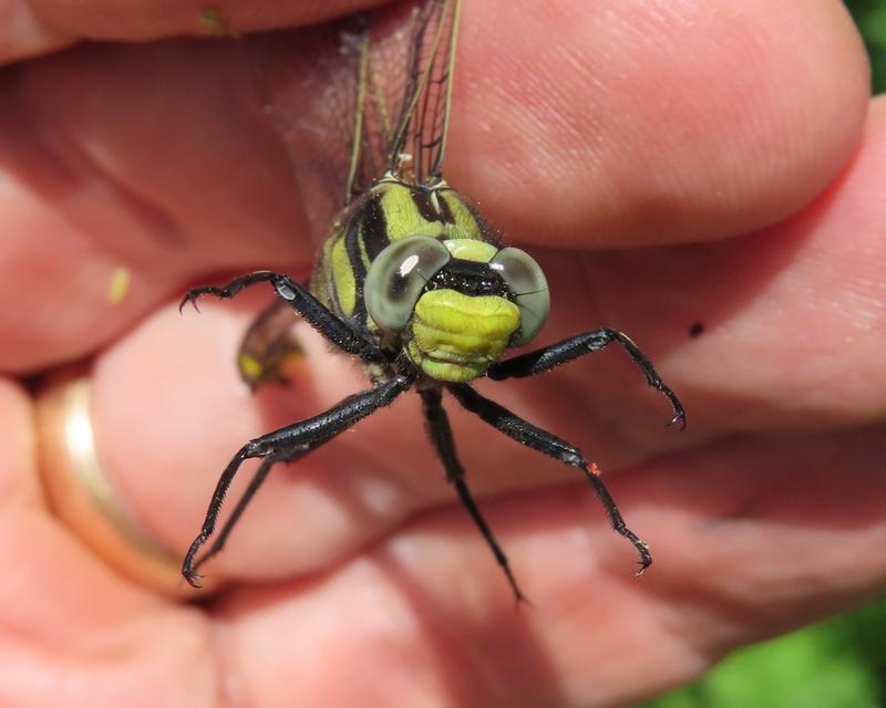 Photo of Midland Clubtail