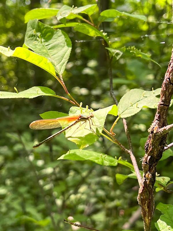 Photo of American Rubyspot