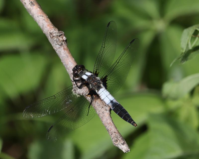 Photo of Chalk-fronted Corporal