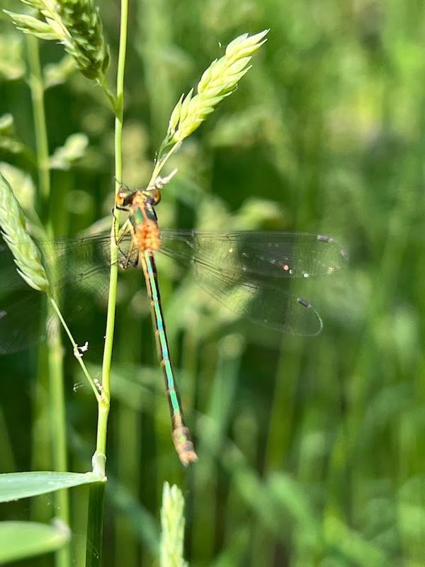 Photo of Emerald Spreadwing