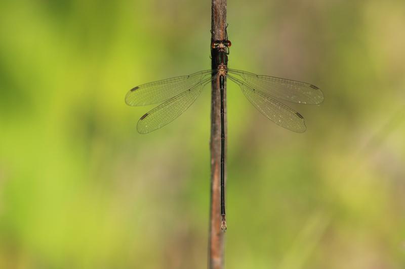 Photo of Swamp Spreadwing