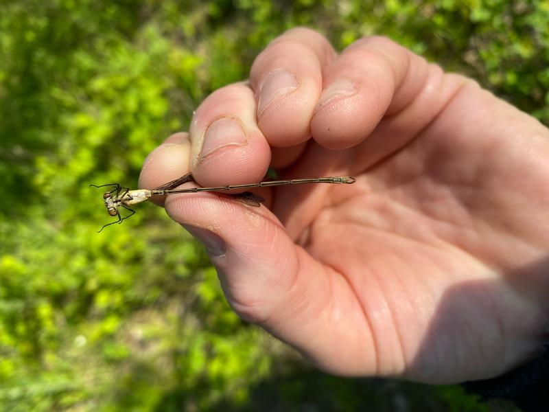 Photo of Swamp Spreadwing