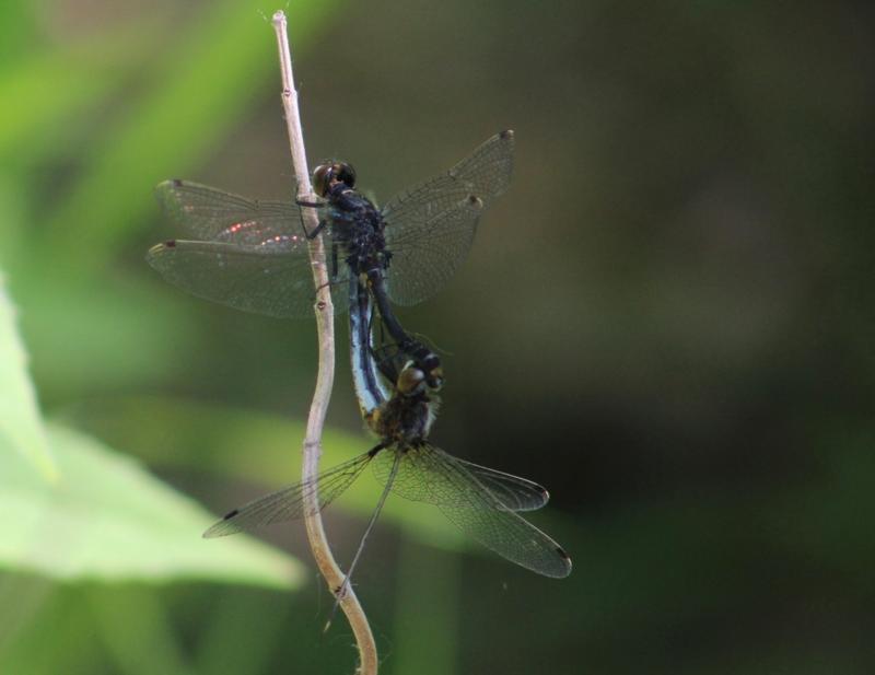 Photo of Dot-tailed Whiteface