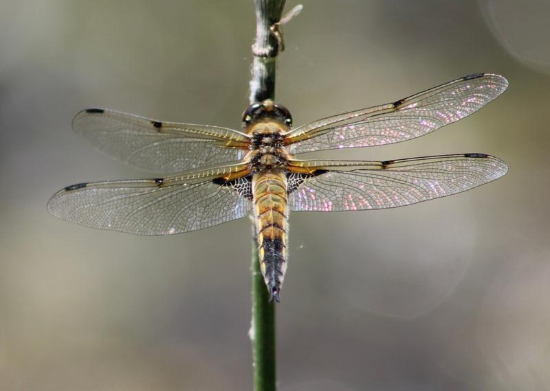 Photo of Four-spotted Skimmer