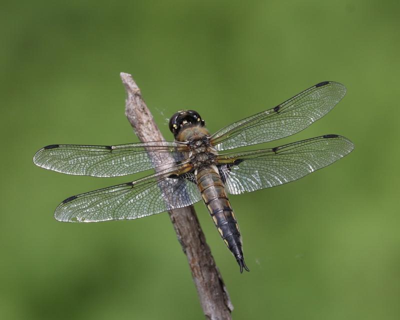 Photo of Four-spotted Skimmer