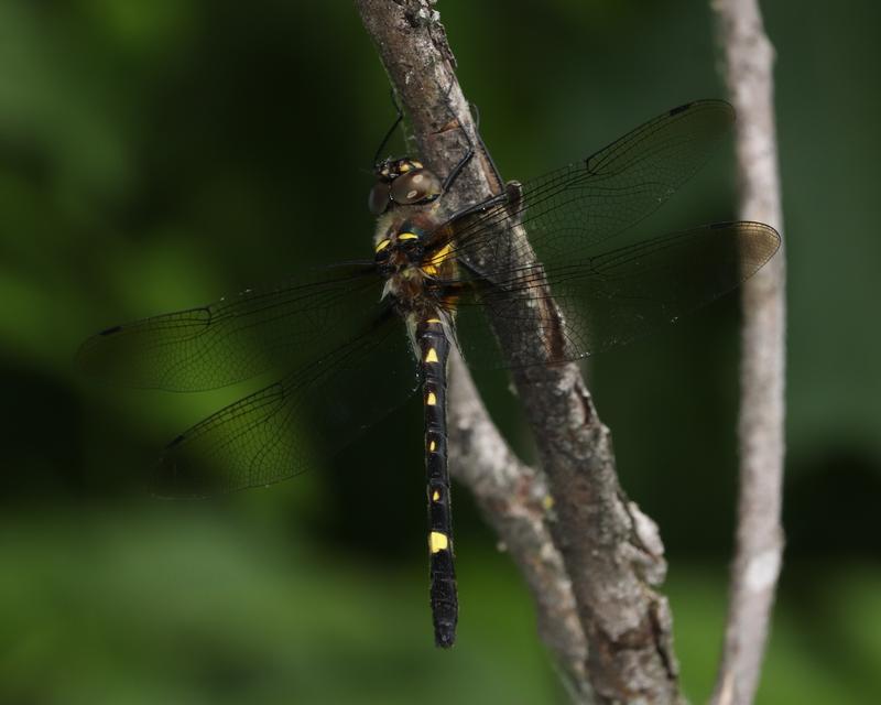 Photo of Swift River Cruiser (Illinois River Cruiser ssp.)