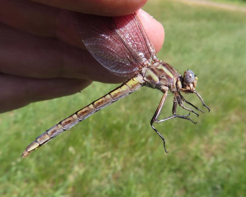 Photo of Dusky Clubtail