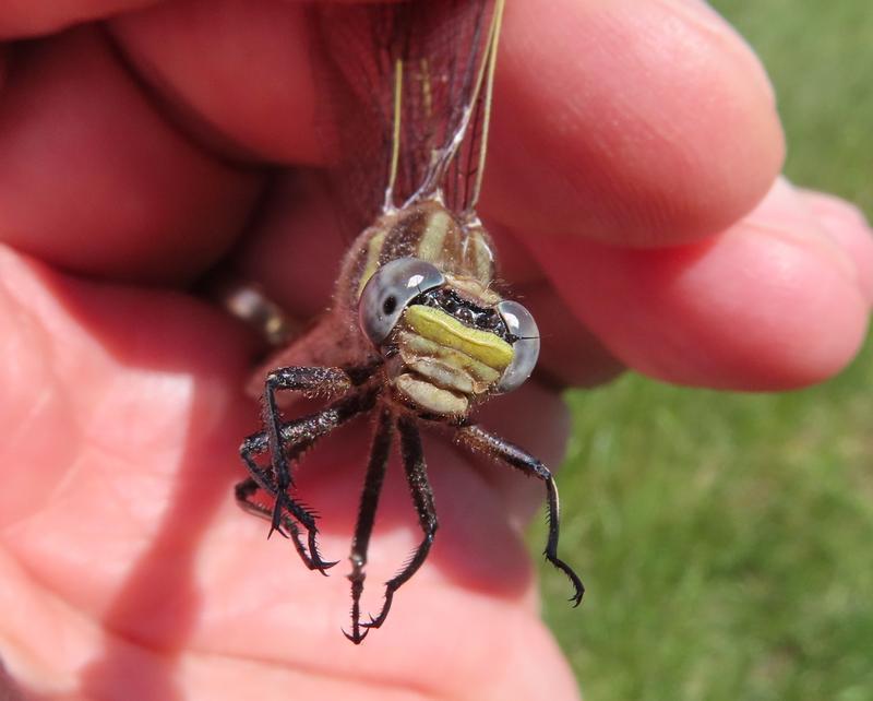 Photo of Dusky Clubtail