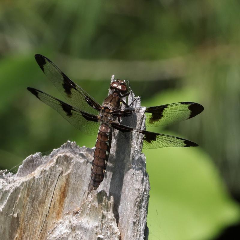 Photo of Common Whitetail