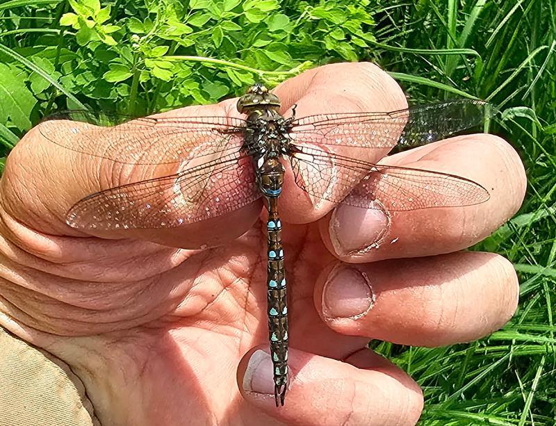 Photo of Springtime Darner