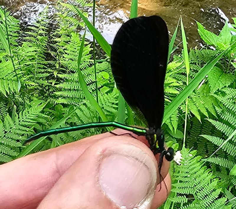 Photo of Ebony Jewelwing