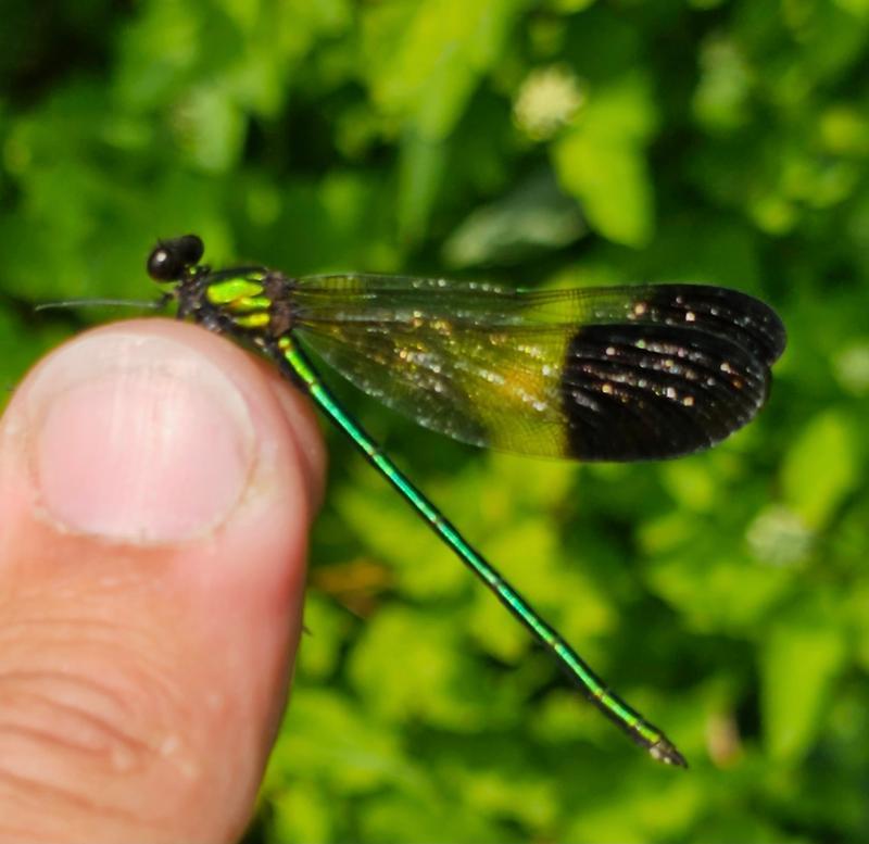 Photo of River Jewelwing