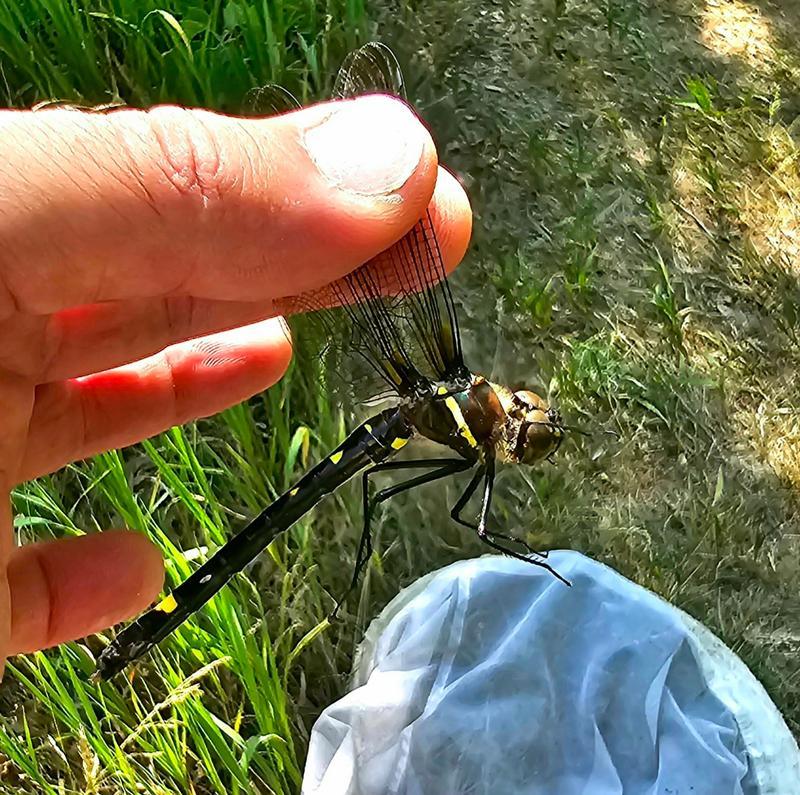 Photo of Twin-spotted Spiketail