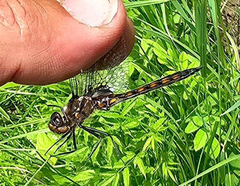 Photo of Common Baskettail