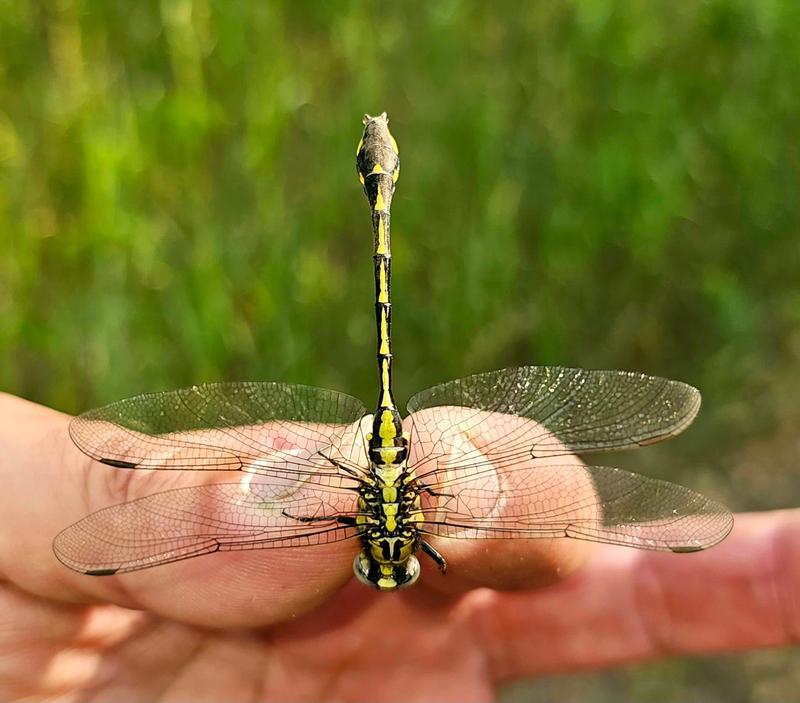 Photo of Midland Clubtail