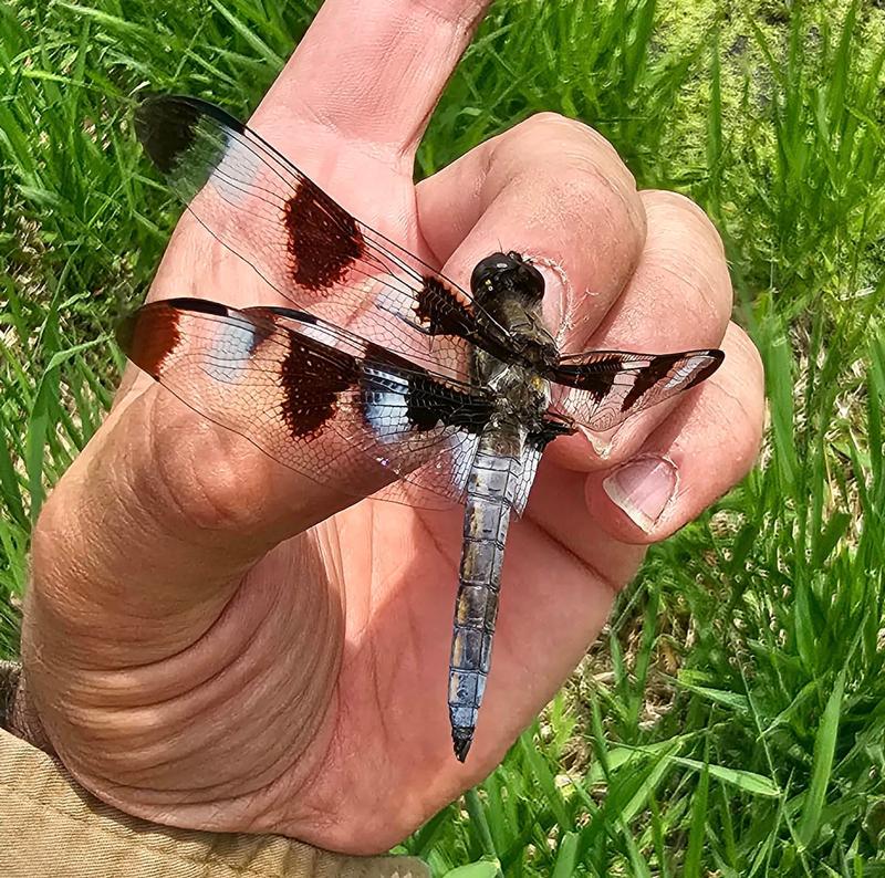 Photo of Twelve-spotted Skimmer